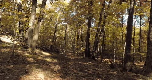 Floating Thru Autumn Forest on a Fall Sunny Day Low and Slow