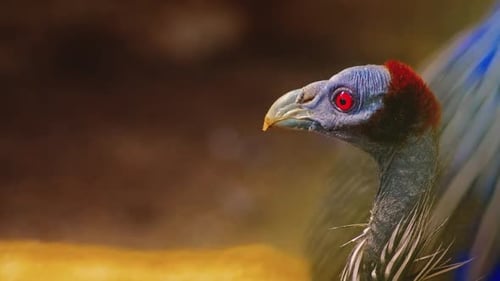 Geier-Perlhuhn