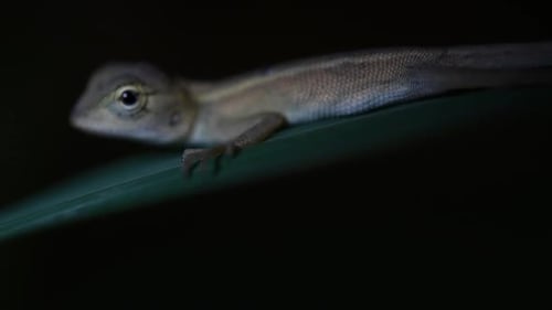 The Oriental Garden Lizard is also called the Eastern Garden Lizard, Bloodsucker and Changeable Liza