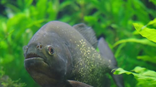 Der Piranha-Raubfisch lebt in den Süßgewässern Südamerikas hautnah