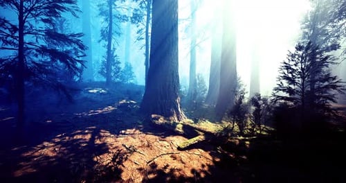 Sunlight Filters Through Tall Trees in a Misty Forest at Dawn