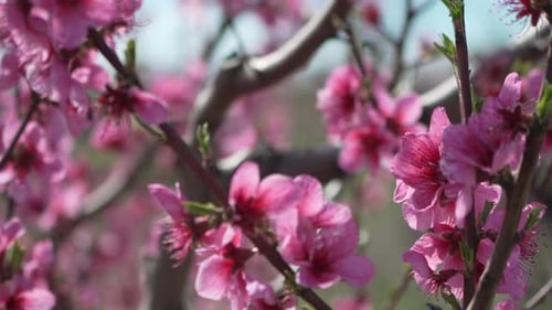 Pink Blossoms Blooming on a Sunny Spring Day