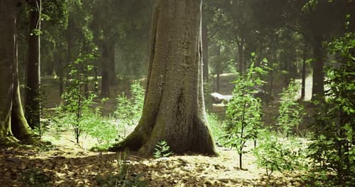 Sunlight Filtering Through a Dense Forest with Vibrant Undergrowth in Spring