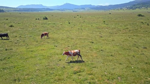 Aerial View of Herd of Cows