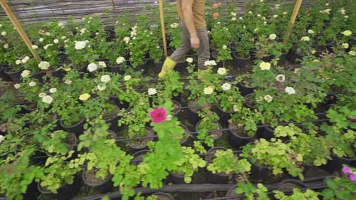 Man Tending to Roses in Greenhouse