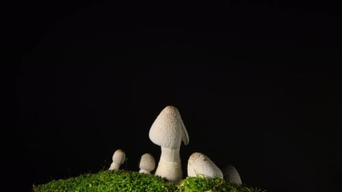 Time-lapse video of mushrooms growing rapidly from the ground in moist forest soil.