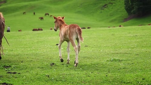 A Young Foal Explores the Vast Green Meadows of Spring
