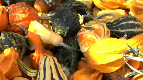 An autumn bounty a colorful assortment of squash from the farmers market