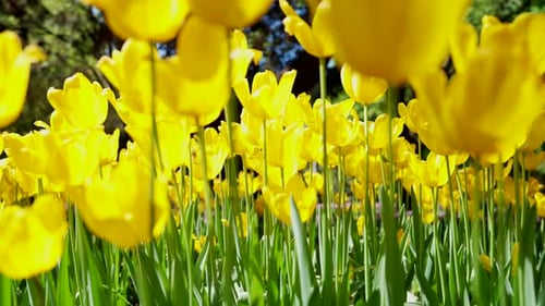 Spring Tulip Blossoms