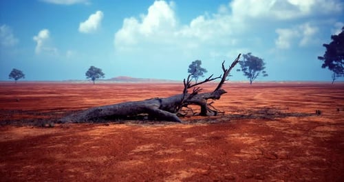 Arid Desert Landscape with Fallen Tree and Panning Camera Movement