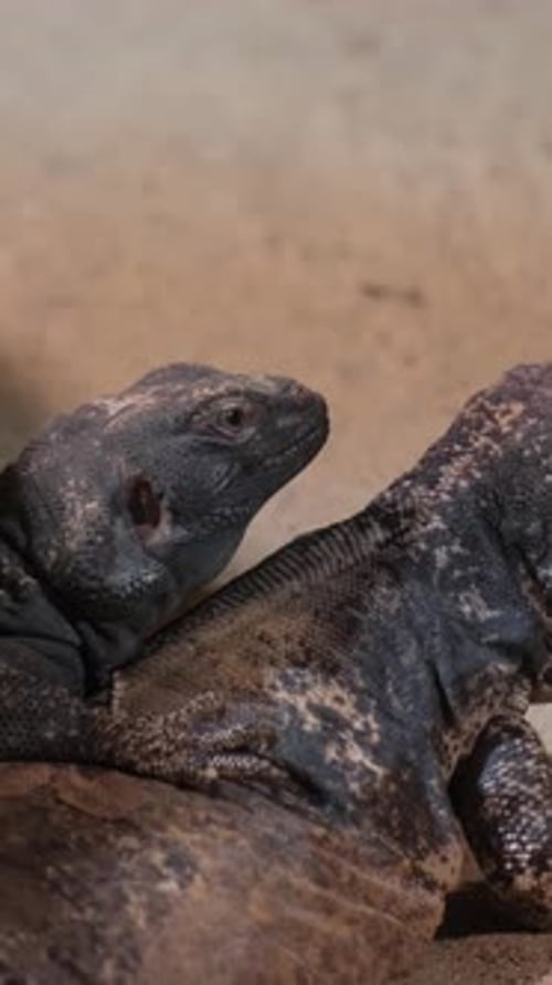 Vidéo verticale sur un petit lézard jaune dans le sable sur le concept d'un reptile en gros plan