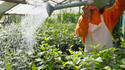 Gardener Woman Watering Plant in Greenhouse Female Farmer Pouring Water with Fertilizers on Sprouts