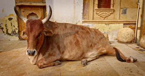 Holy Animal Indian Cow Lying Resting on the Street of Jaisalmer Rajasthan India