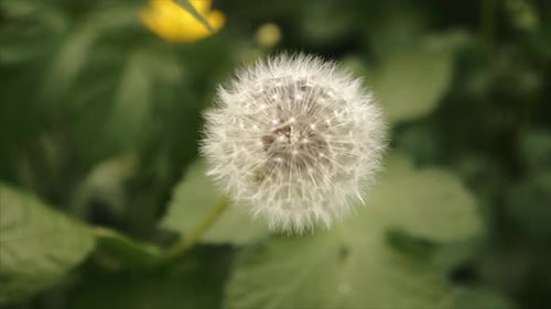 A Beautiful Dandelion Flower Blossoming In The Woods With Blurry Background In Northern Ireland. - c