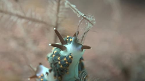 Stunning sea slug nudibranch climbing coral branch