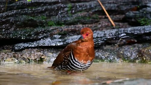A skittish waterbird found in Thailand in which it likes to stay undergrowth especially thick grass