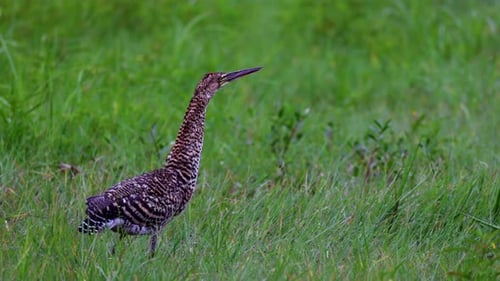 Rainforest marsh with exotic tropical immature Rufescent Tiger Heron bird grassland in wetland water