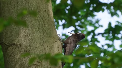 Woodpecker Perching On A Tree Trunk In The Forest - low angle shot