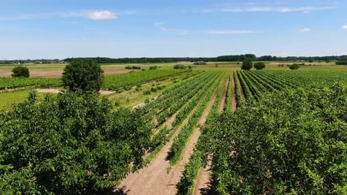 Rows Of Grape Vines On Sunny Day At Vineyard. Winery. wide drone shot