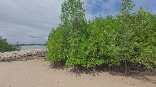 A tropical mangrove forest along a coastal shoreline