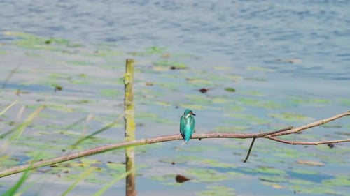 Martin-pêcheur perché sur une branche au-dessus d'un étang idyllique en Frise aux Pays-Bas, vue arrière moyenne