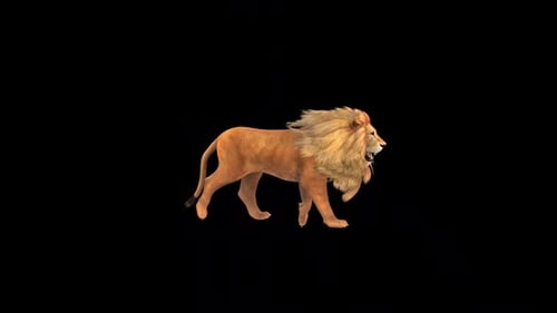 Brown Lion Walk Fast