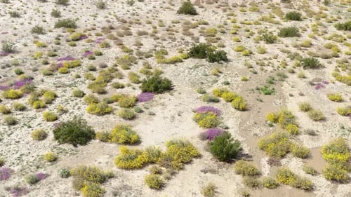 Close view of yellow and purple wildflowers on sunny day.