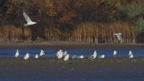 Many river gulls hunt fish in lakes, rivers, and canals. Seagulls fly over the water. Seagulls grace