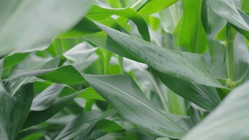Cinematic View Of Forest Tree and Green Nature