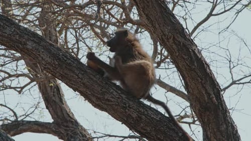 Baboon Grooming in Tree on Sunny Day