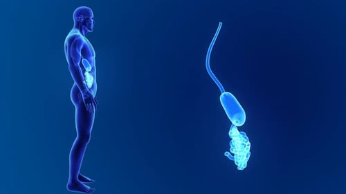 Medizinisches Anatomiemodell für Magen und Verdauungssystem des Menschen