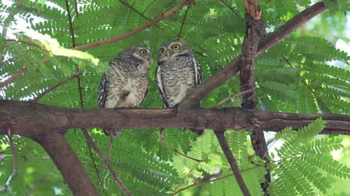 Two of spotted owlets stay branch of a tree and relax resting under big tree
