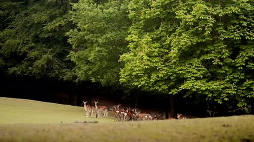 Deer Grazing On Green Grass Field Near Trees