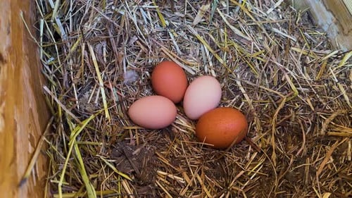 Frisch gelegte Eier im Nest.
