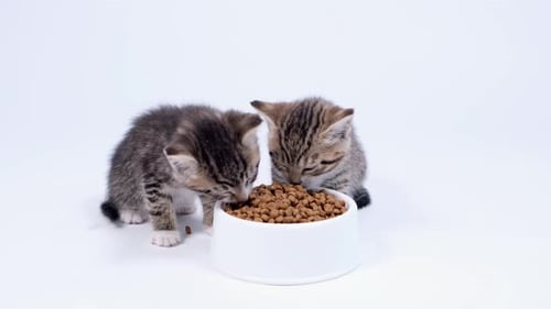 Close Up Two Striped Kittens Eating Fresh Dry Cat Food for Small Kittens