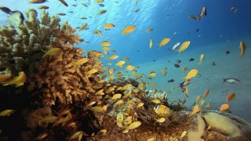 Colorful Fish Swimming Around a Tropical Coral Reef