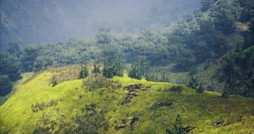 Vibrant Green Hills and Misty Forests Create a Serene Atmosphere in Nature