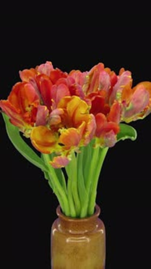 Time lapse of opening and dying Red Parrot tulip with ALPHA channel, vertical orientation