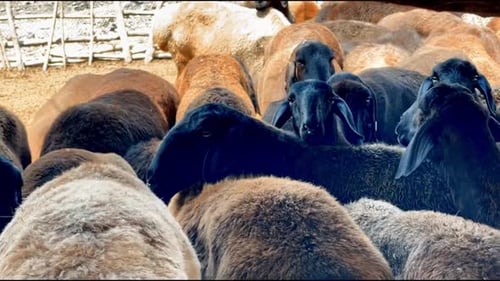 Gathering of Sheep in a Rural Environment