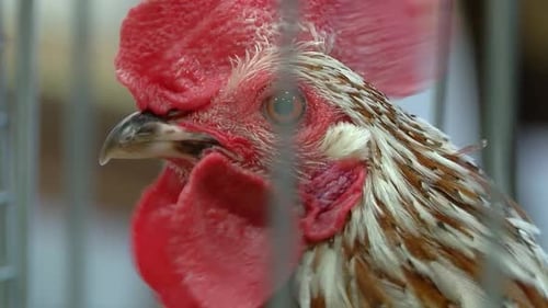 Le plus beau coq nain de Lettonie