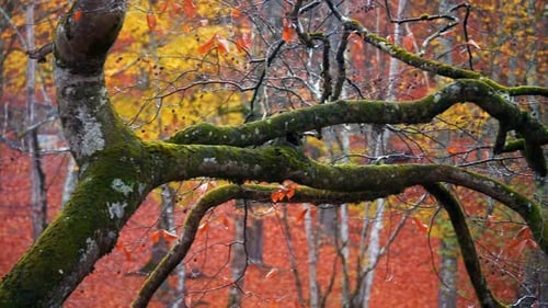 2K - Herbst