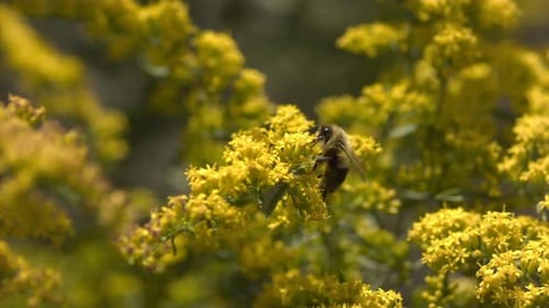 Bee Collecting Pollen on Yellow Flowers