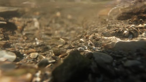 Close up of small fish in a clear river with sunlight