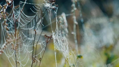 Sunlight Illuminating Dew Covered Spiderwebs