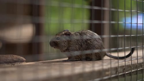 Cute Rodent Sitting in Enclosure