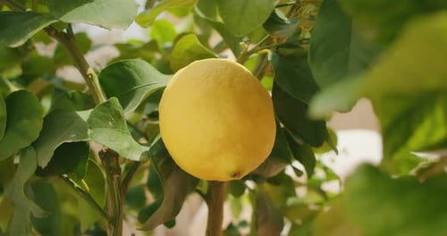 Ripe Yellow Lemon on a Leafy Tree Branch in Sunlight During Summer Day in Amalfi