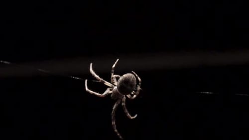 In the shadows, a spider with a large abdomen is moving to the left while crawling upside down.
