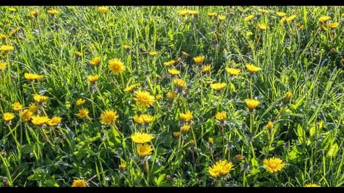 Gelbe Löwenzahnblüten blühen