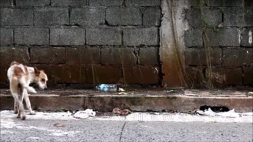 Perro callejero adulto comiendo de una bolsa de basura de plástico en la calle