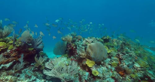 School of yellowtail snappers on a reef in Cancun Mexico